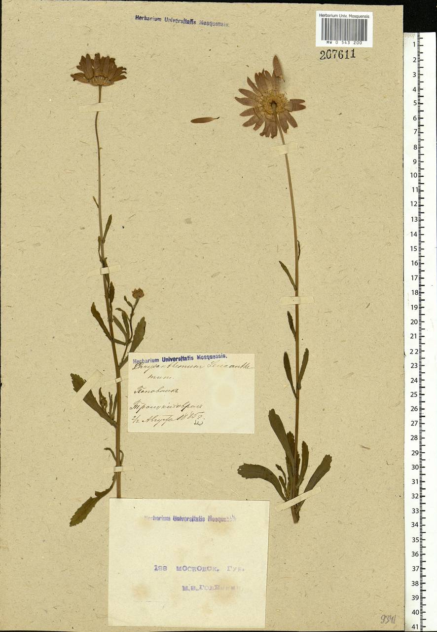 Leucanthemum vulgare Lam., Eastern Europe, Moscow region (E4a) (Russia)