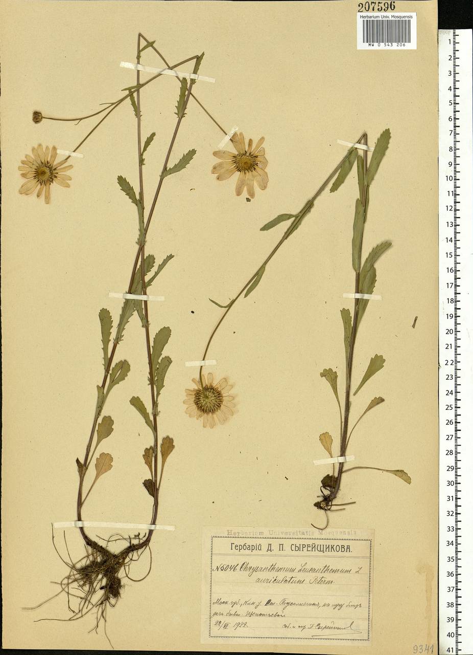 Leucanthemum vulgare Lam., Eastern Europe, Moscow region (E4a) (Russia)