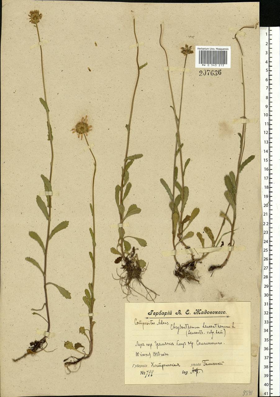 Leucanthemum vulgare Lam., Eastern Europe, Central forest region (E5) (Russia)