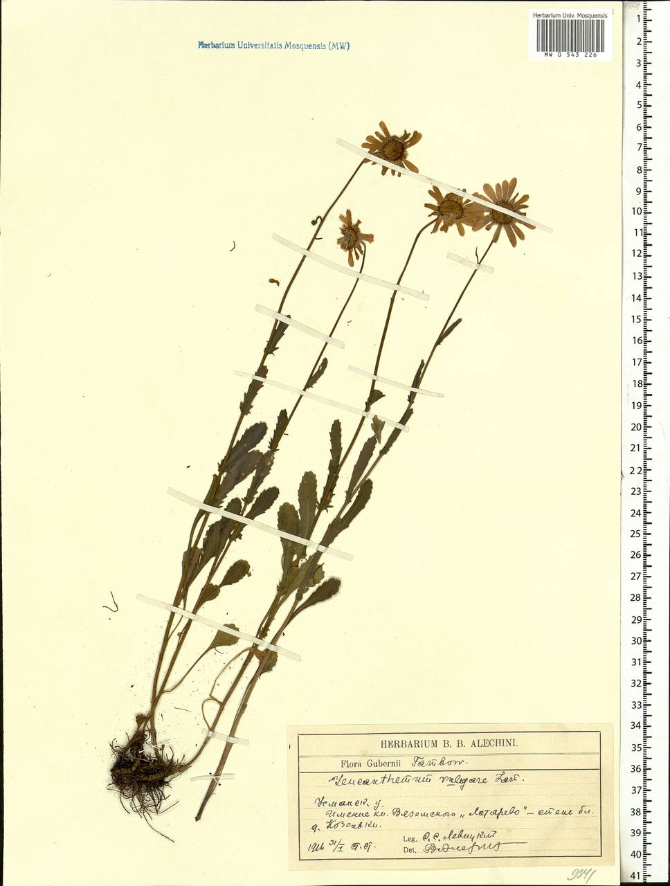 Leucanthemum vulgare Lam., Eastern Europe, Central forest-and-steppe region (E6) (Russia)