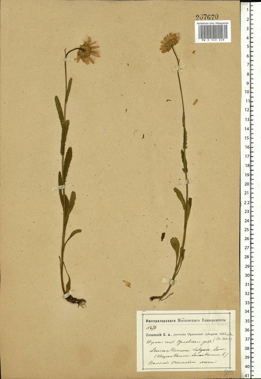 Leucanthemum vulgare Lam., Eastern Europe, Central forest-and-steppe region (E6) (Russia)