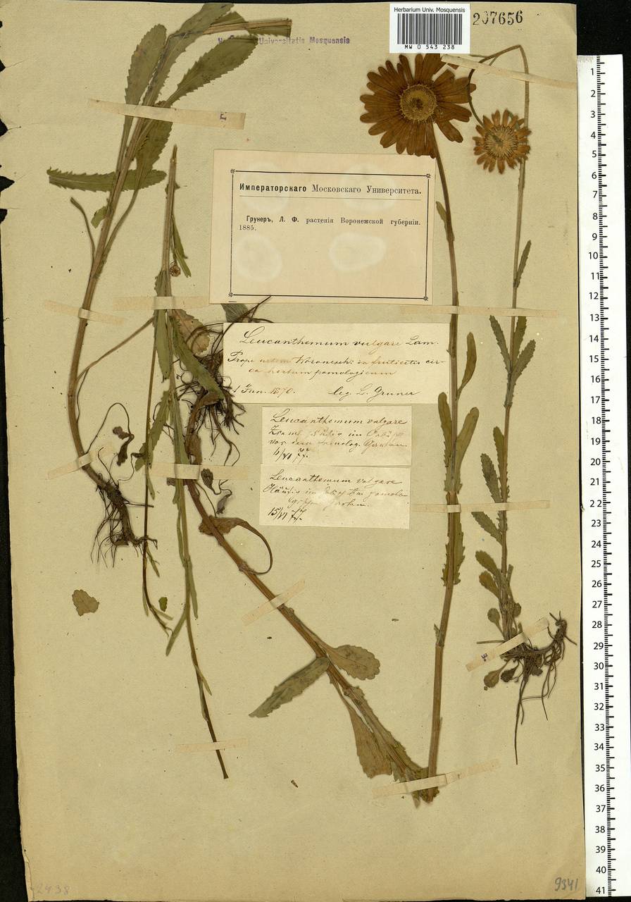 Leucanthemum vulgare Lam., Eastern Europe, Central forest-and-steppe region (E6) (Russia)