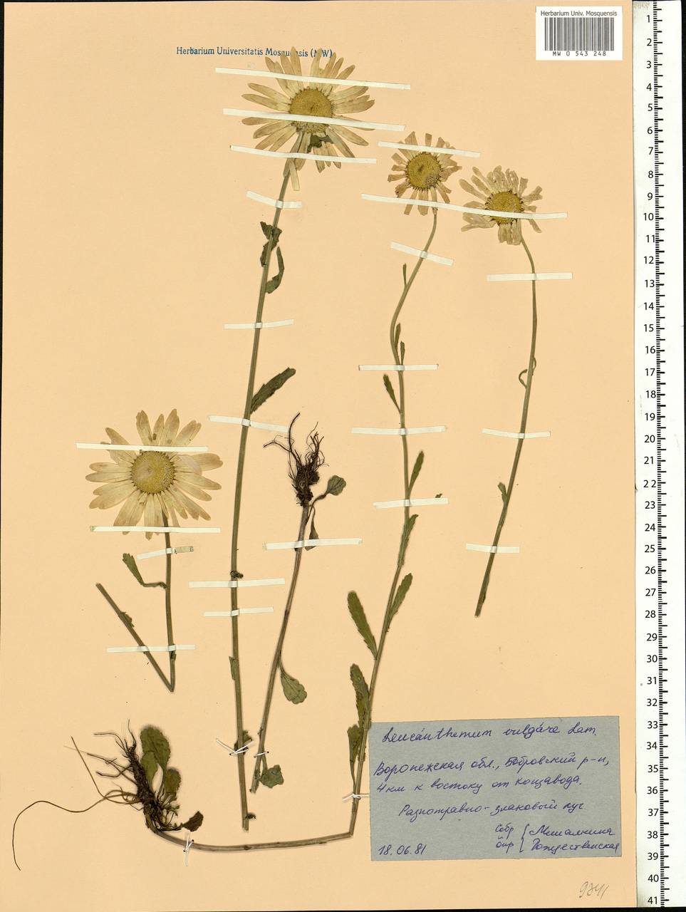 Leucanthemum vulgare Lam., Eastern Europe, Central forest-and-steppe region (E6) (Russia)