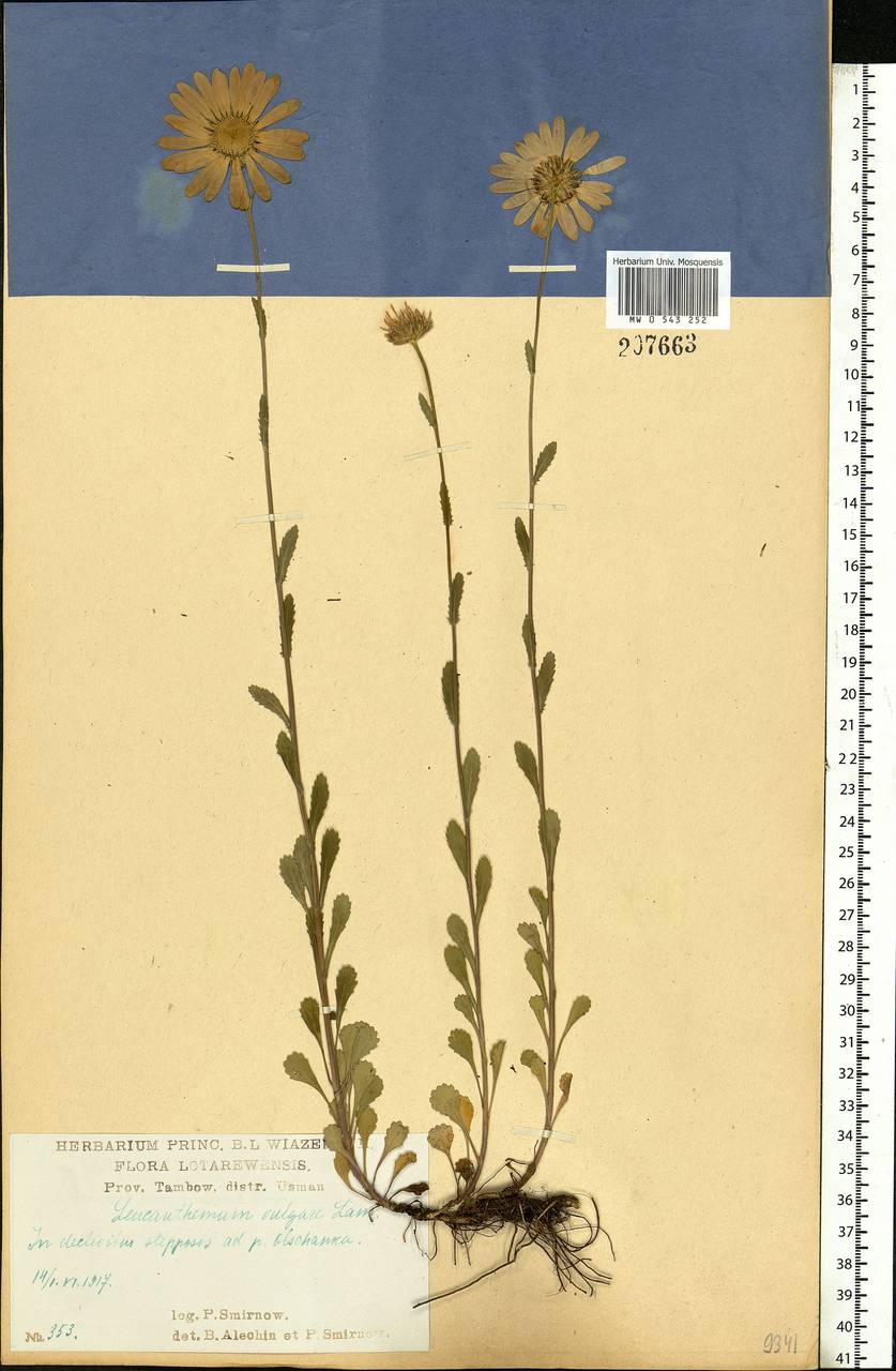 Leucanthemum vulgare Lam., Eastern Europe, Central forest-and-steppe region (E6) (Russia)