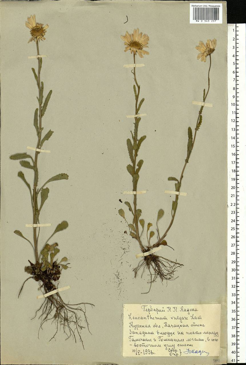 Leucanthemum vulgare Lam., Eastern Europe, Central forest-and-steppe region (E6) (Russia)