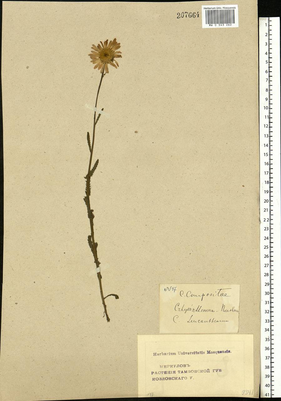 Leucanthemum vulgare Lam., Eastern Europe, Central forest-and-steppe region (E6) (Russia)