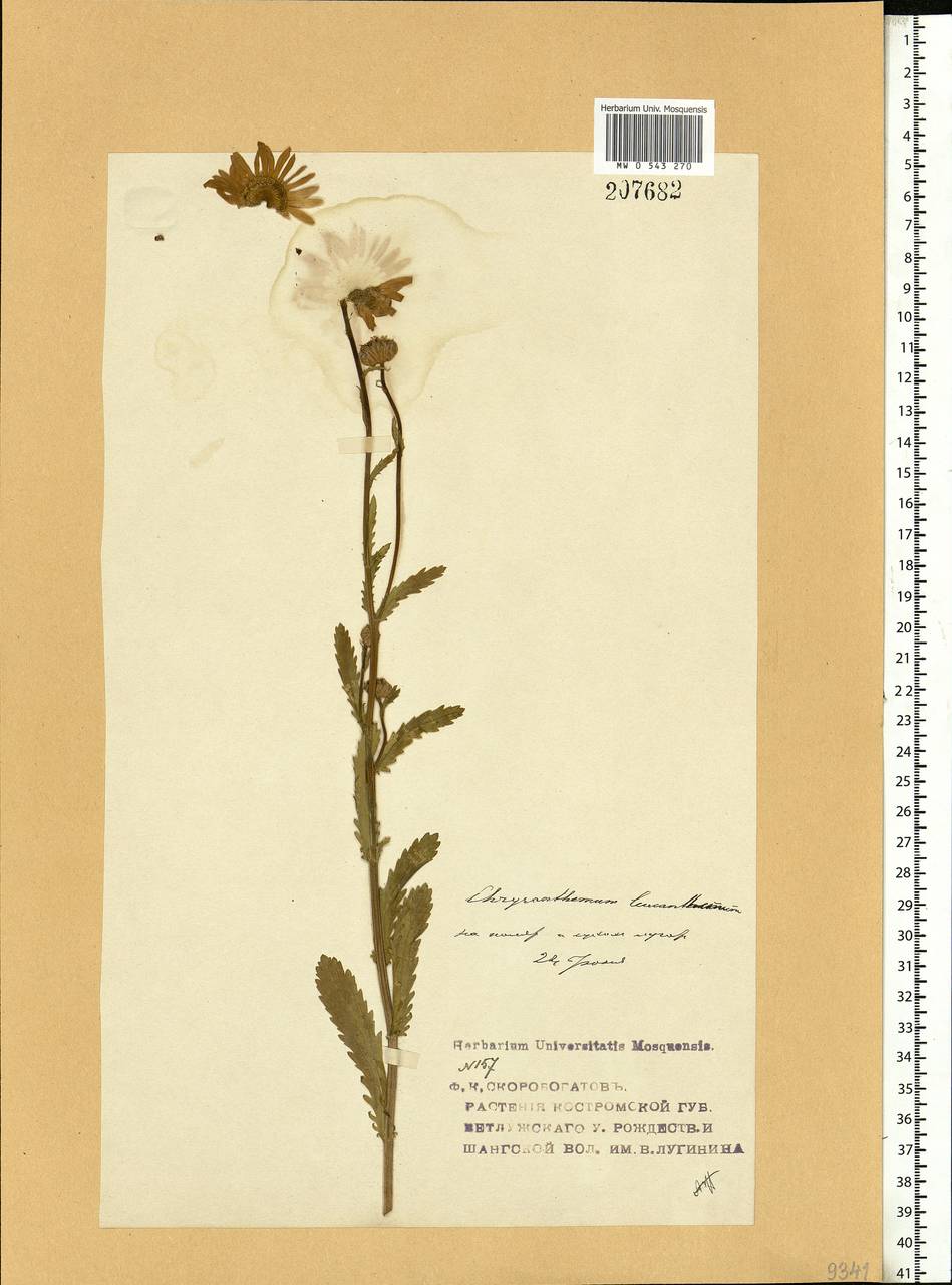 Leucanthemum vulgare Lam., Eastern Europe, Volga-Kama region (E7) (Russia)