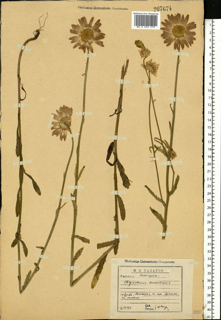 Leucanthemum vulgare Lam., Eastern Europe, Volga-Kama region (E7) (Russia)