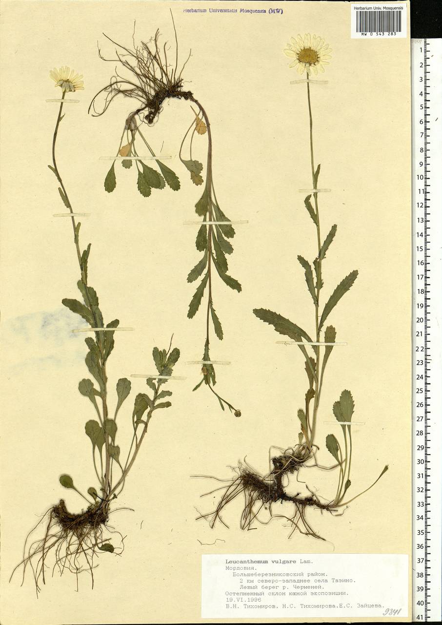 Leucanthemum vulgare Lam., Eastern Europe, Middle Volga region (E8) (Russia)