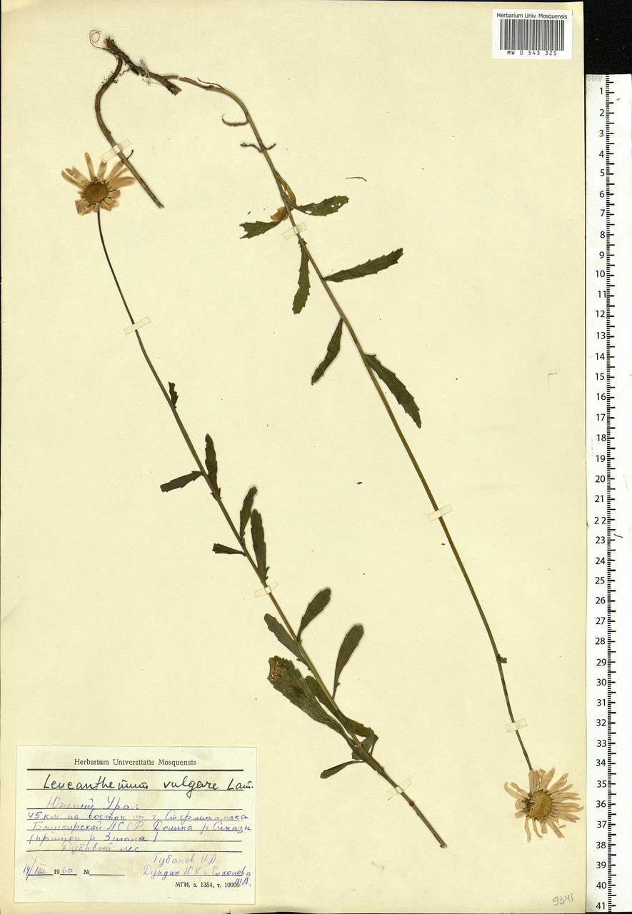 Leucanthemum vulgare Lam., Eastern Europe, Eastern region (E10) (Russia)