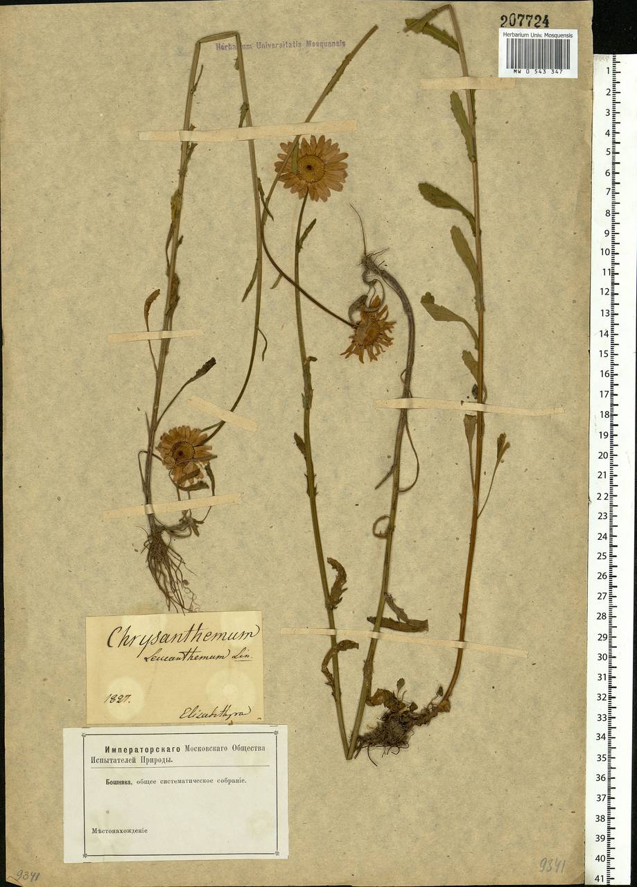 Leucanthemum vulgare Lam., Eastern Europe, South Ukrainian region (E12) (Ukraine)