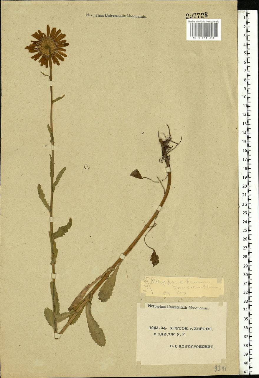 Leucanthemum vulgare Lam., Eastern Europe, South Ukrainian region (E12) (Ukraine)