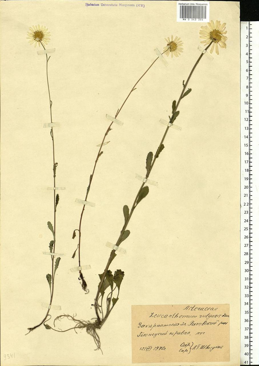 Leucanthemum vulgare Lam., Eastern Europe, West Ukrainian region (E13) (Ukraine)