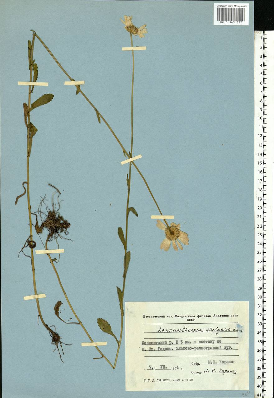 Leucanthemum vulgare Lam., Eastern Europe, Moldova (E13a) (Moldova)