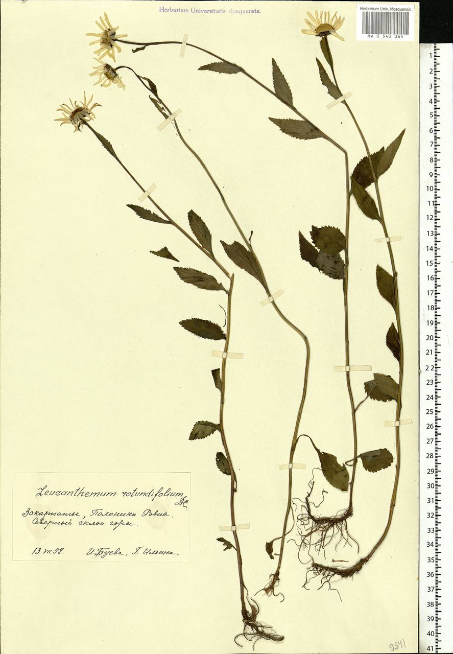Leucanthemum rotundifolium (Willd.) DC., Eastern Europe, West Ukrainian region (E13) (Ukraine)
