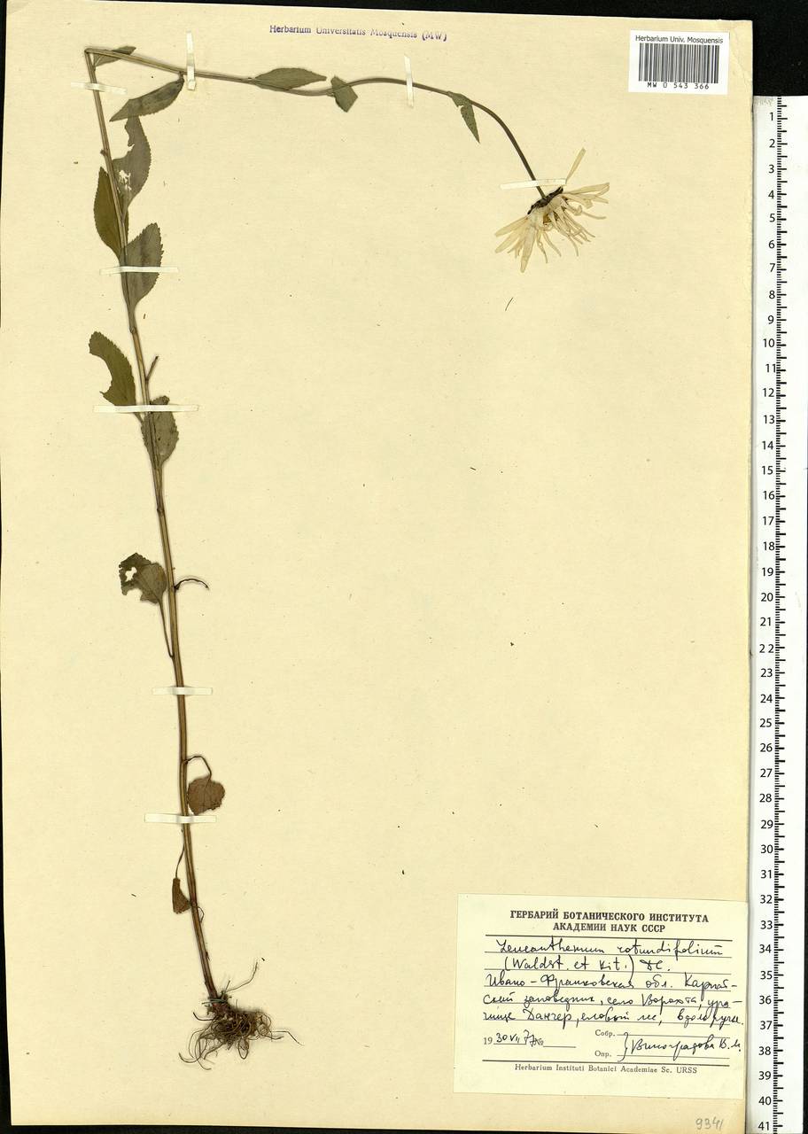 Leucanthemum rotundifolium (Willd.) DC., Eastern Europe, West Ukrainian region (E13) (Ukraine)