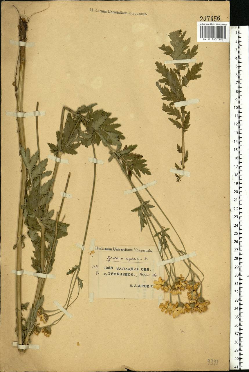 Tanacetum corymbosum subsp. corymbosum, Eastern Europe, Western region (E3) (Russia)