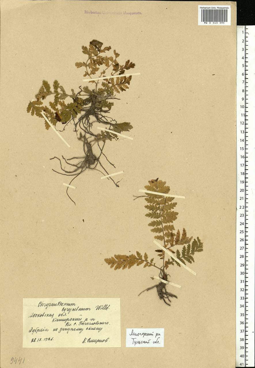 Tanacetum corymbosum subsp. corymbosum, Eastern Europe, Central region (E4) (Russia)