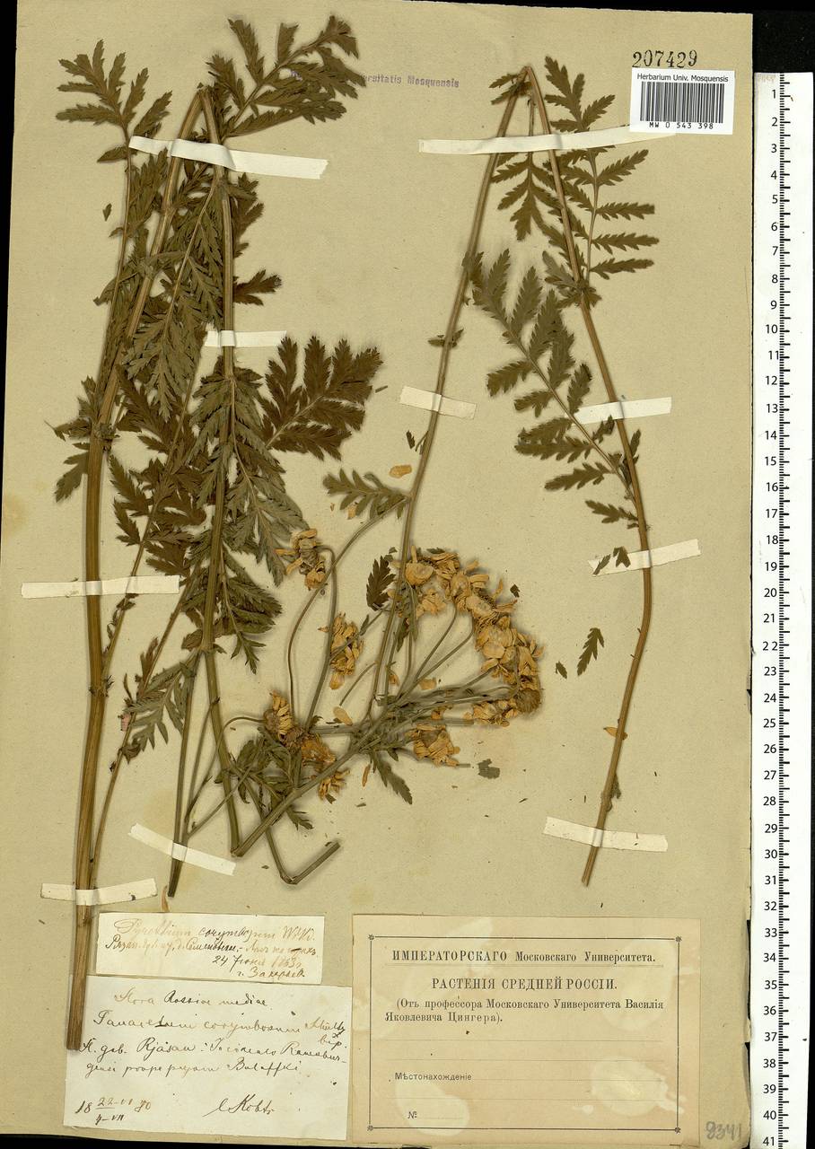 Tanacetum corymbosum subsp. corymbosum, Eastern Europe, Central region (E4) (Russia)