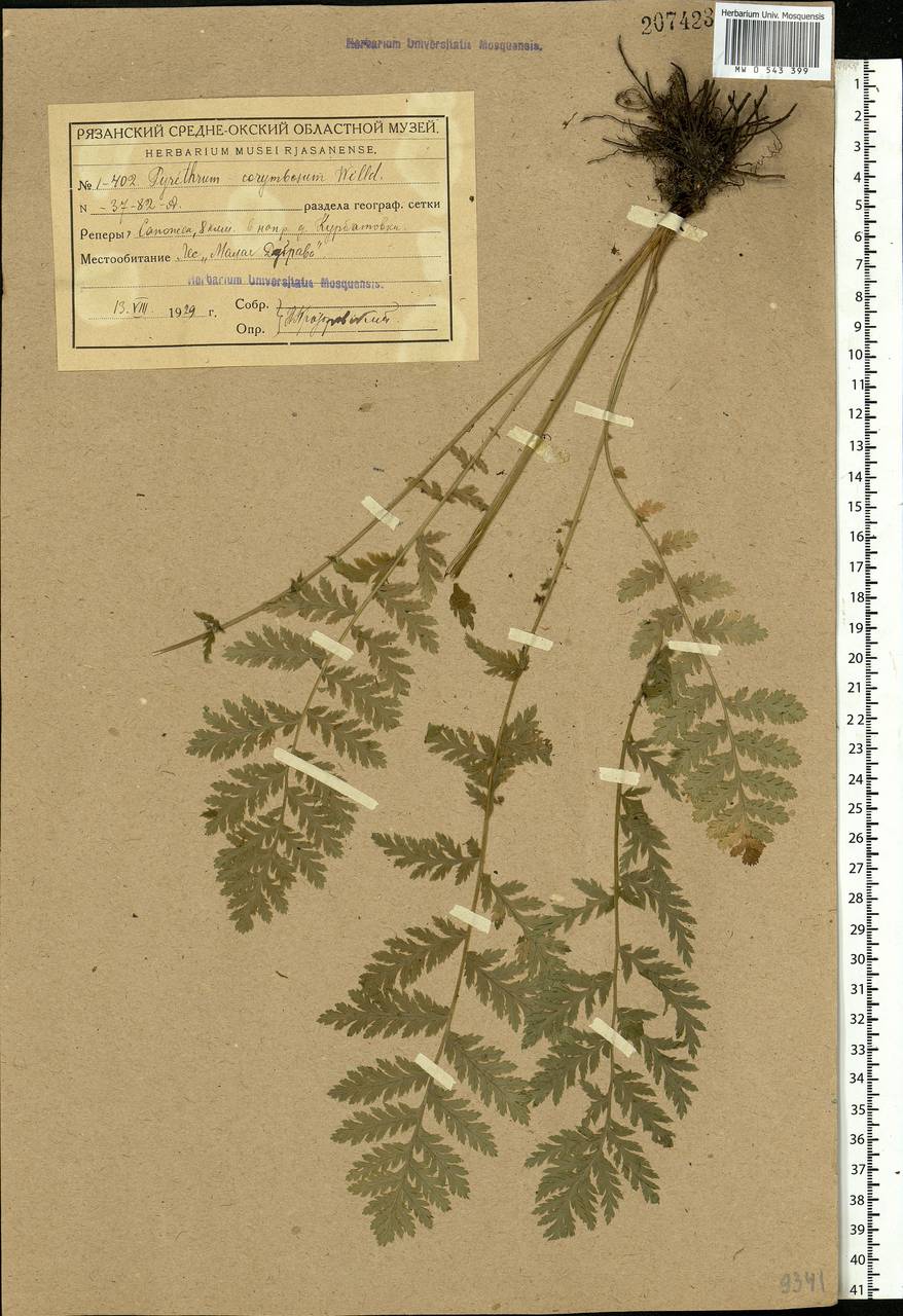 Tanacetum corymbosum subsp. corymbosum, Eastern Europe, Central region (E4) (Russia)