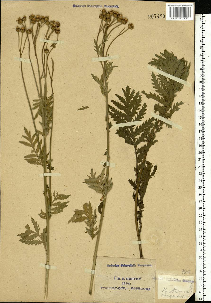Tanacetum corymbosum subsp. corymbosum, Eastern Europe, Central region (E4) (Russia)