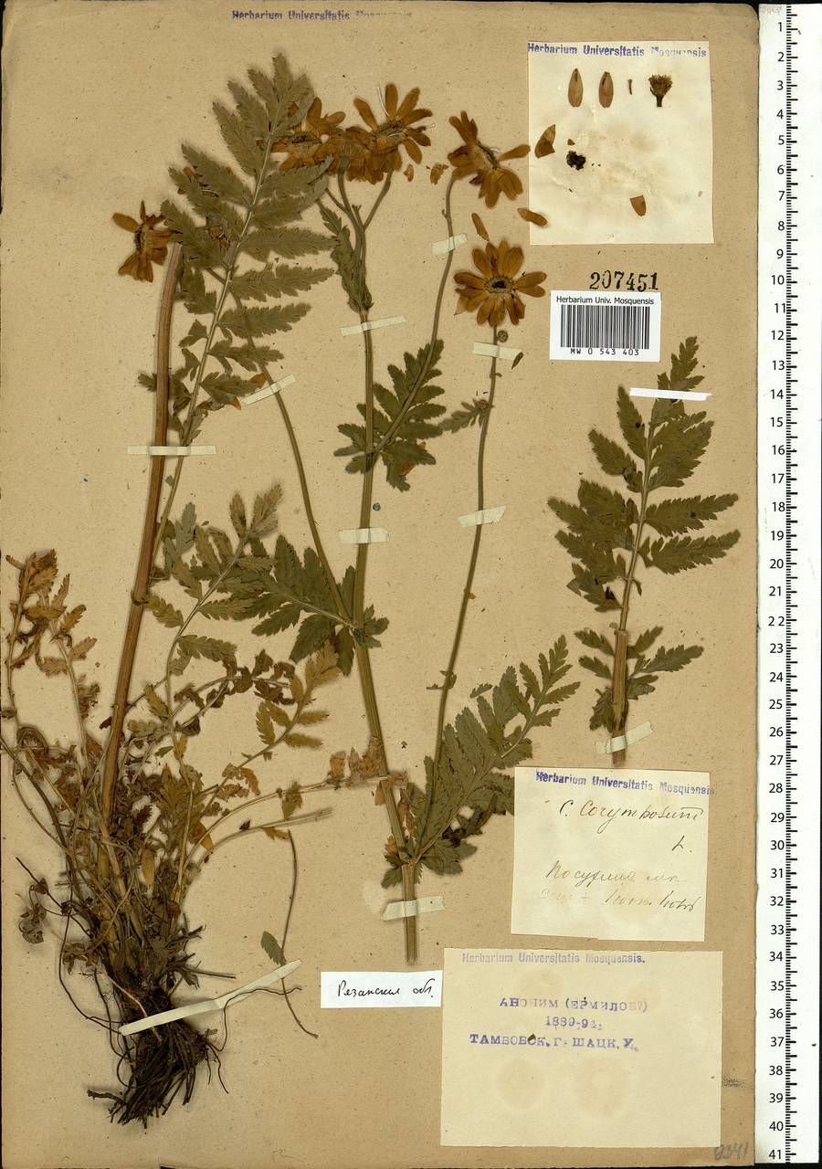 Tanacetum corymbosum subsp. corymbosum, Eastern Europe, Central region (E4) (Russia)