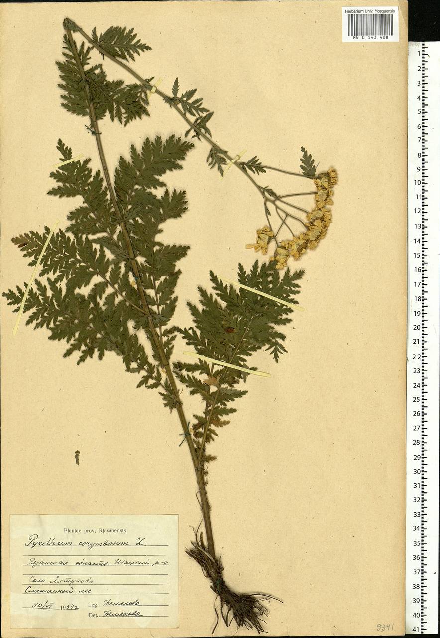 Tanacetum corymbosum subsp. corymbosum, Eastern Europe, Central region (E4) (Russia)