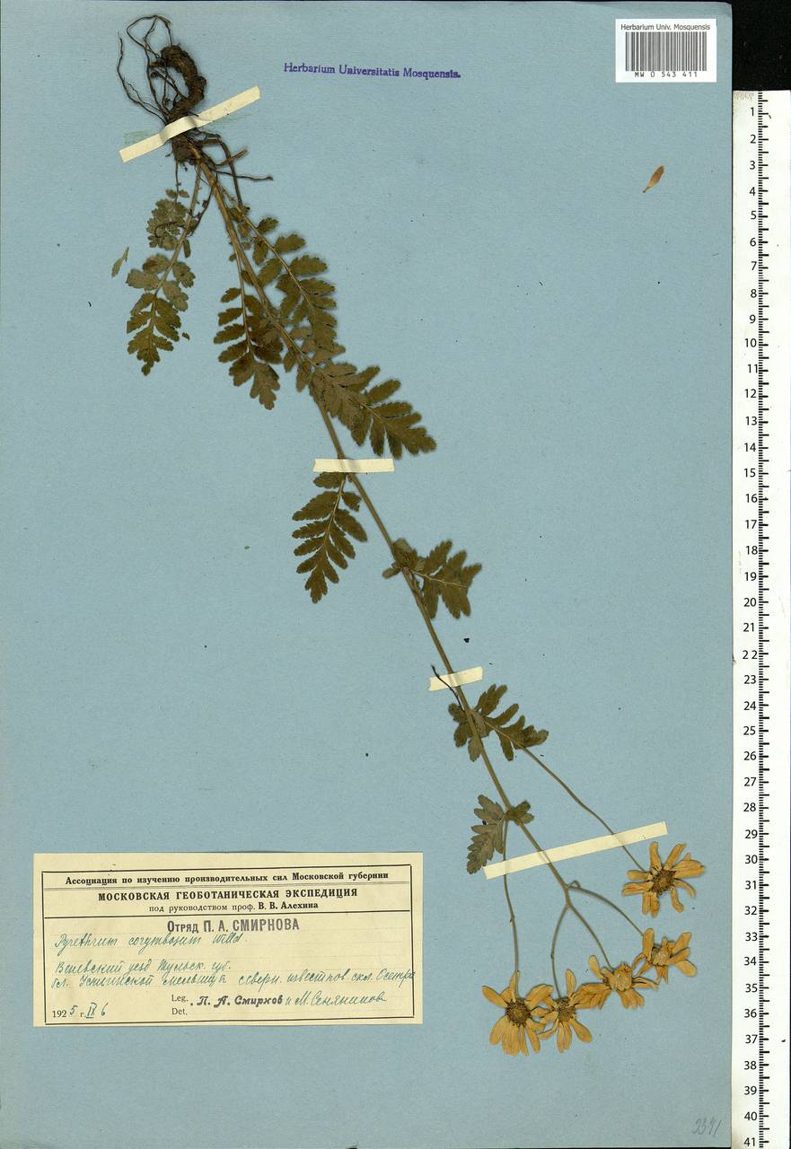 Tanacetum corymbosum subsp. corymbosum, Eastern Europe, Central region (E4) (Russia)