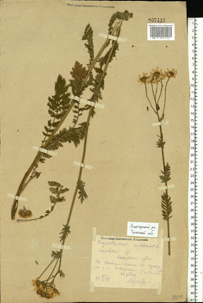 Tanacetum corymbosum subsp. corymbosum, Eastern Europe, Central region (E4) (Russia)