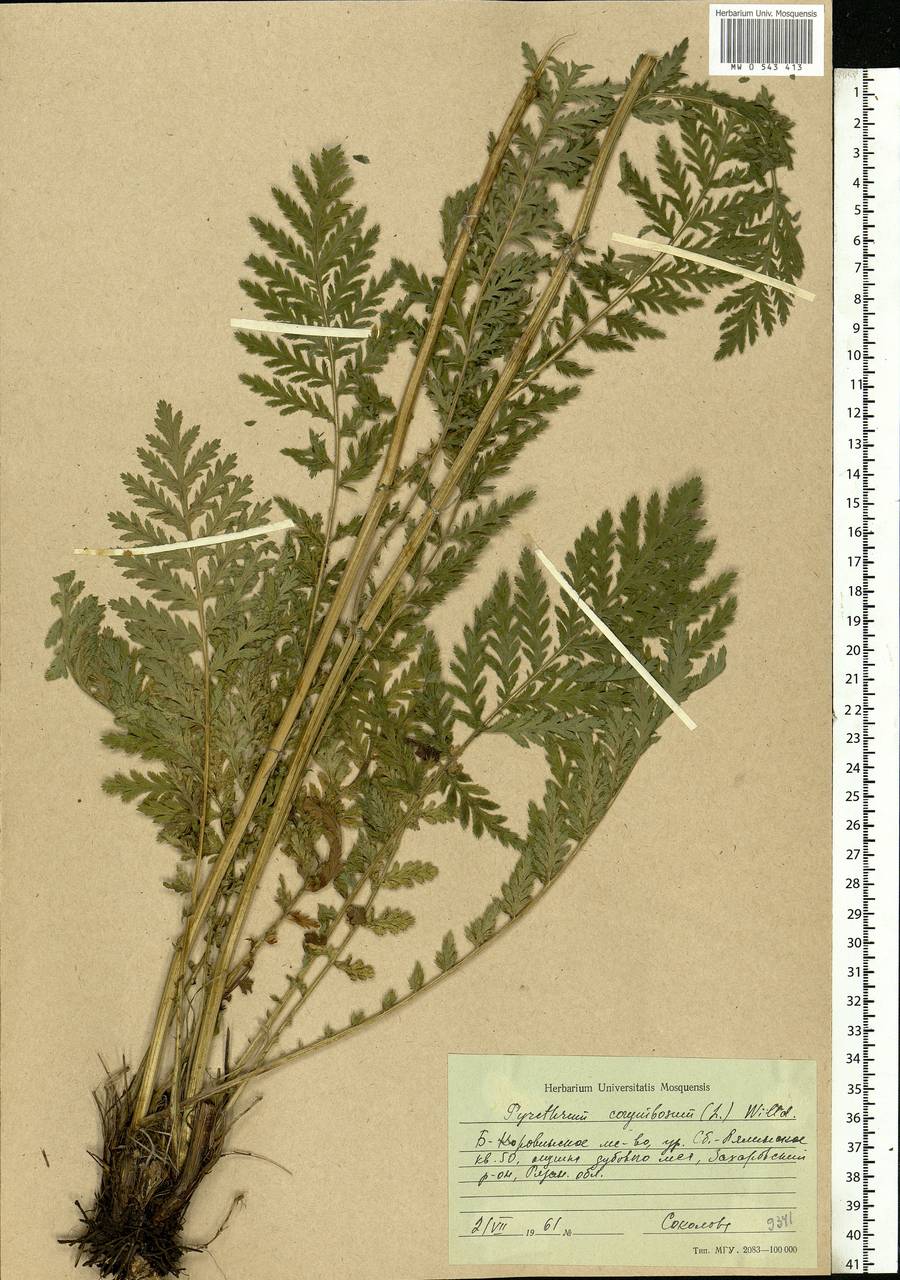 Tanacetum corymbosum subsp. corymbosum, Eastern Europe, Central region (E4) (Russia)