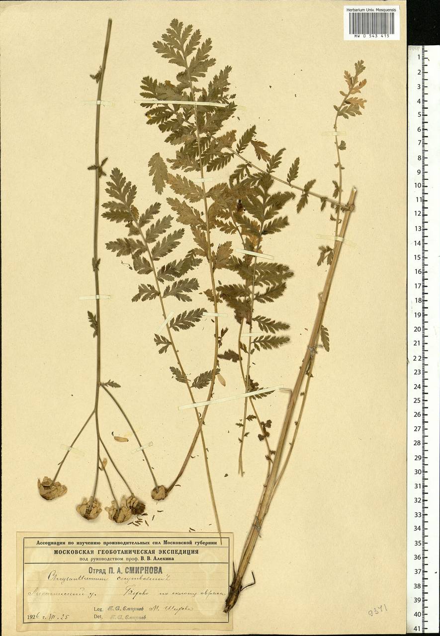 Tanacetum corymbosum subsp. corymbosum, Eastern Europe, Central region (E4) (Russia)