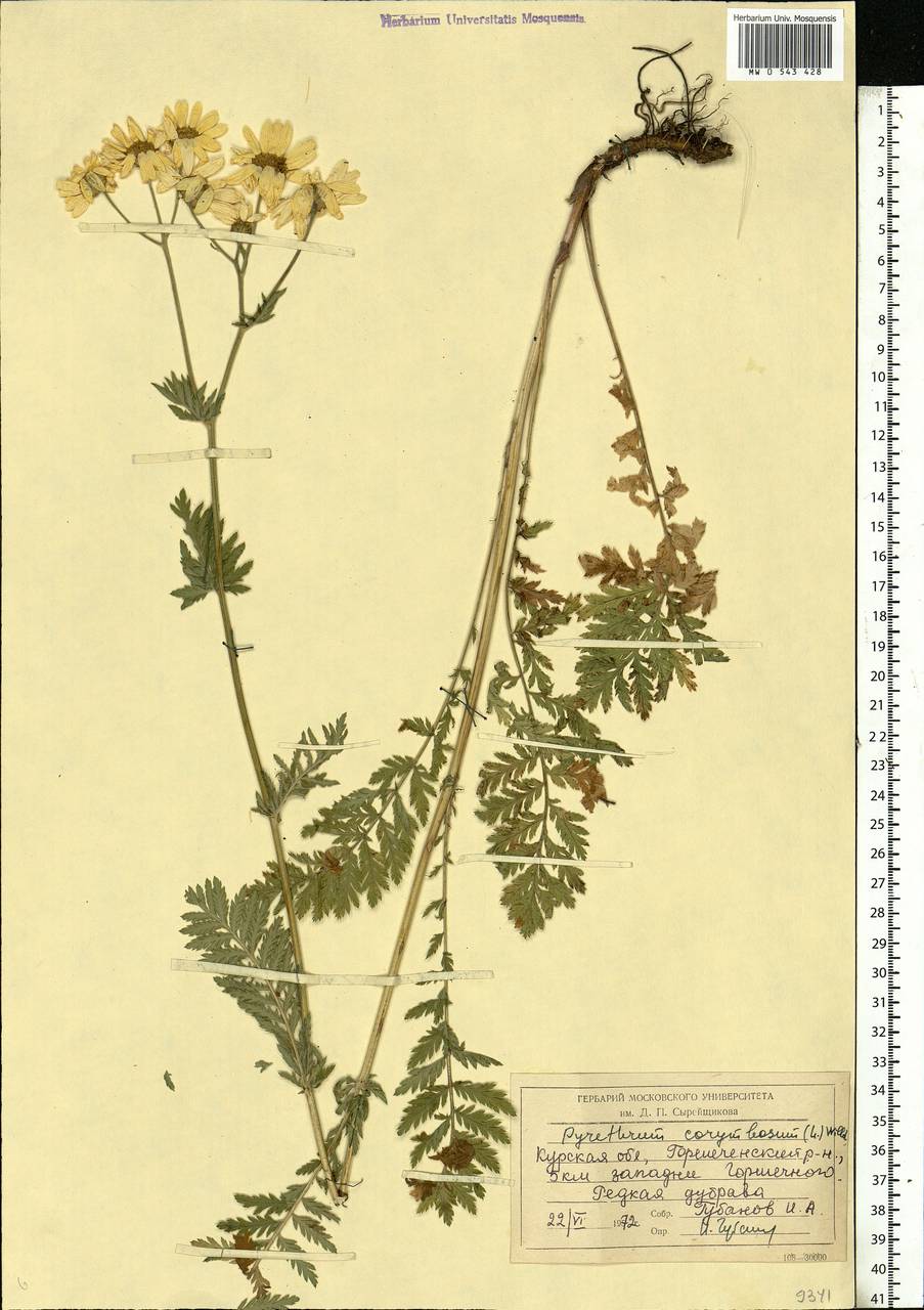 Tanacetum corymbosum subsp. corymbosum, Eastern Europe, Central forest-and-steppe region (E6) (Russia)