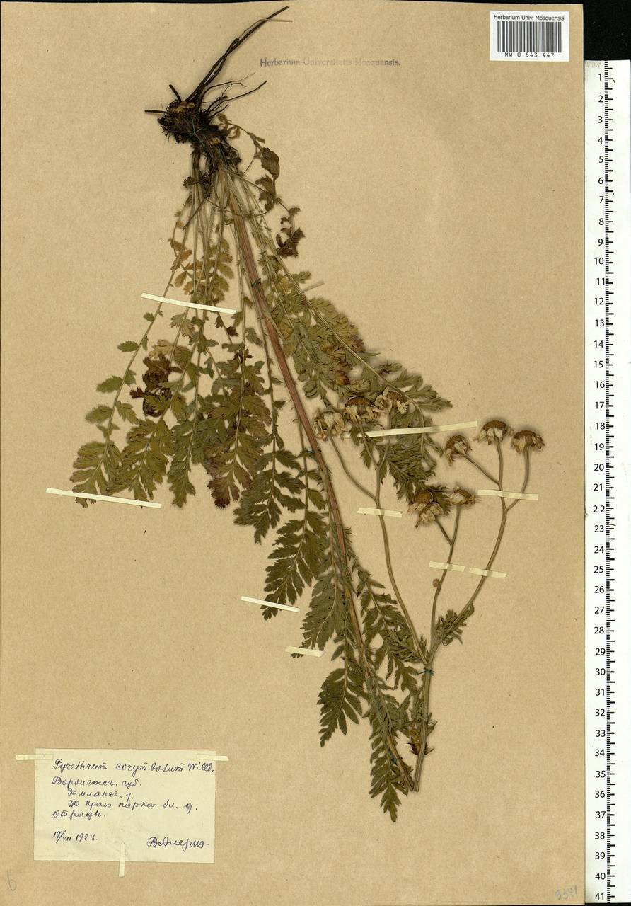 Tanacetum corymbosum subsp. corymbosum, Eastern Europe, Central forest-and-steppe region (E6) (Russia)