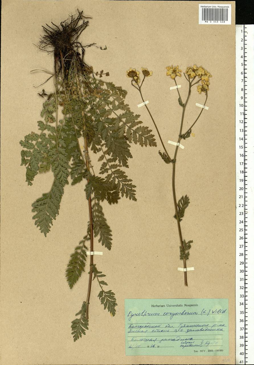 Tanacetum corymbosum subsp. corymbosum, Eastern Europe, Central forest-and-steppe region (E6) (Russia)