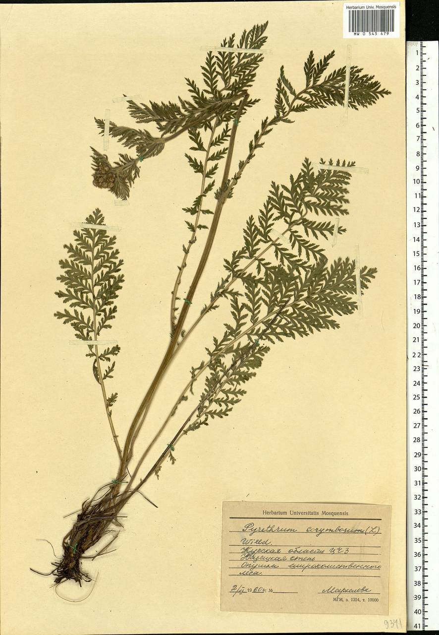 Tanacetum corymbosum subsp. corymbosum, Eastern Europe, Central forest-and-steppe region (E6) (Russia)