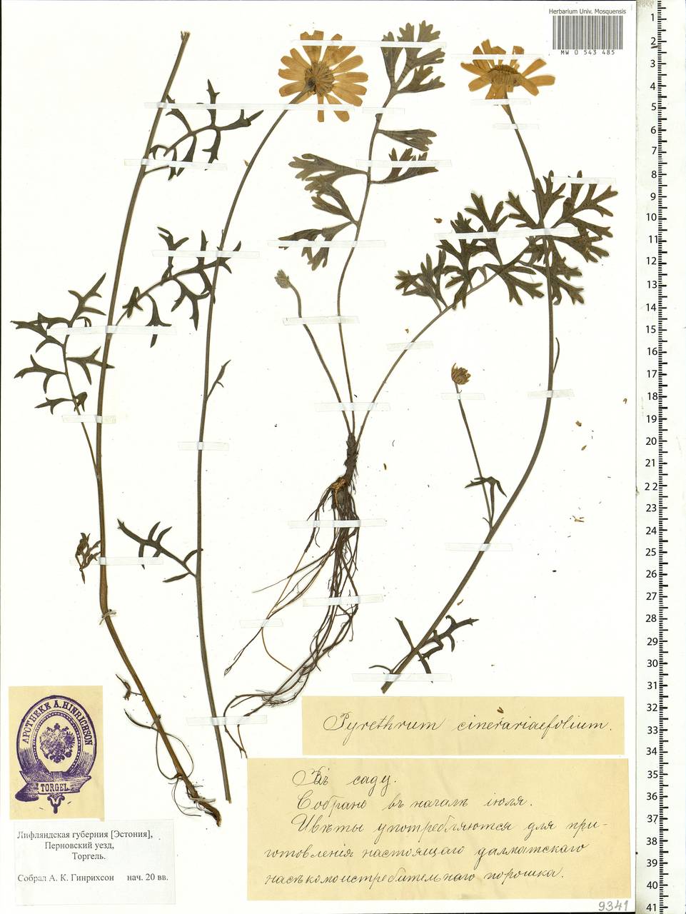 Tanacetum corymbosum subsp. corymbosum, Eastern Europe, Estonia (E2c) (Estonia)