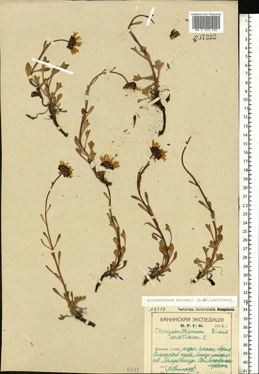 Arctanthemum arcticum subsp. polare (Hultén) Tzvelev, Eastern Europe, Northern region (E1) (Russia)