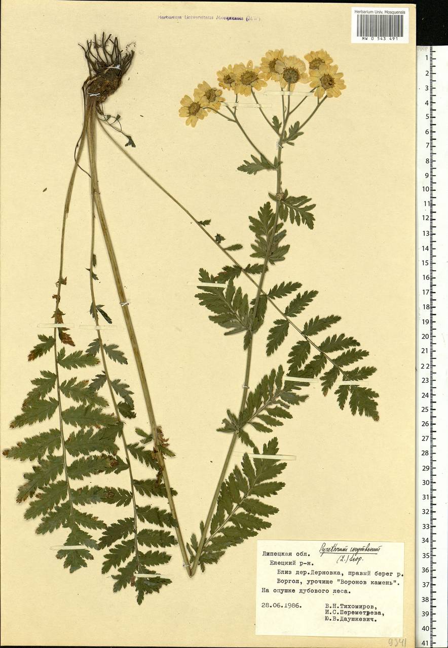 Tanacetum corymbosum subsp. corymbosum, Eastern Europe, Central forest-and-steppe region (E6) (Russia)