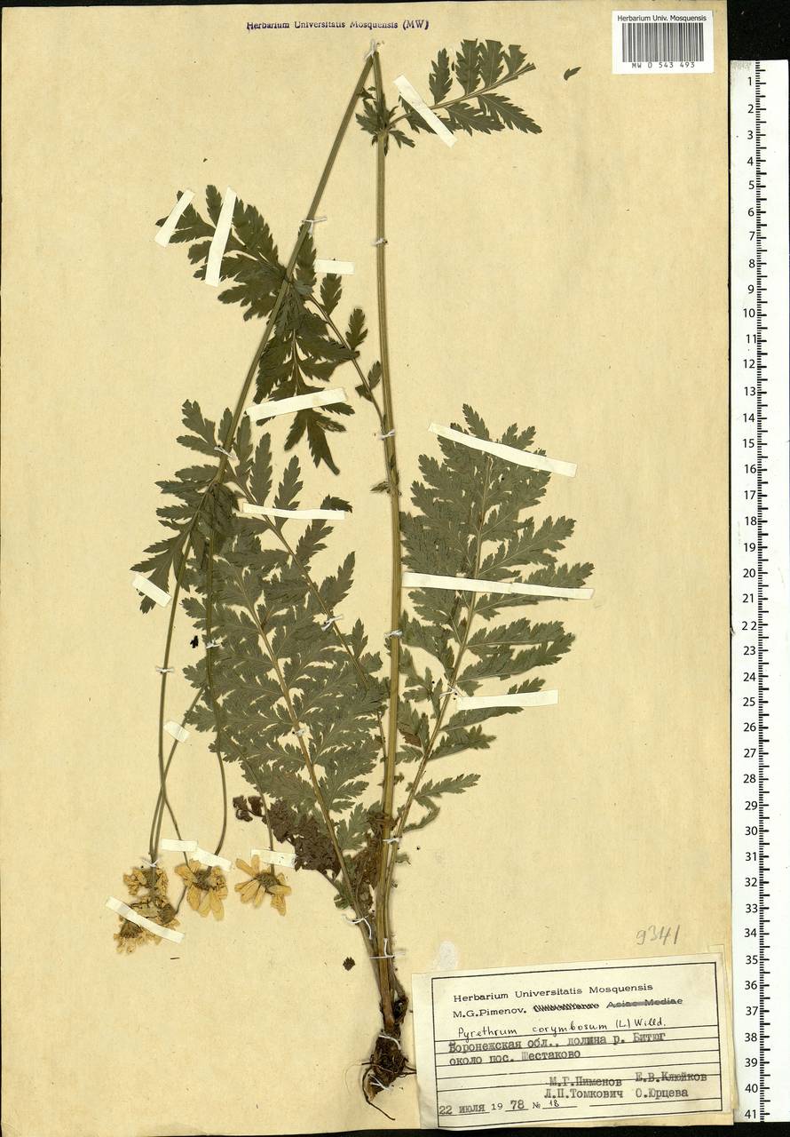 Tanacetum corymbosum subsp. corymbosum, Eastern Europe, Central forest-and-steppe region (E6) (Russia)