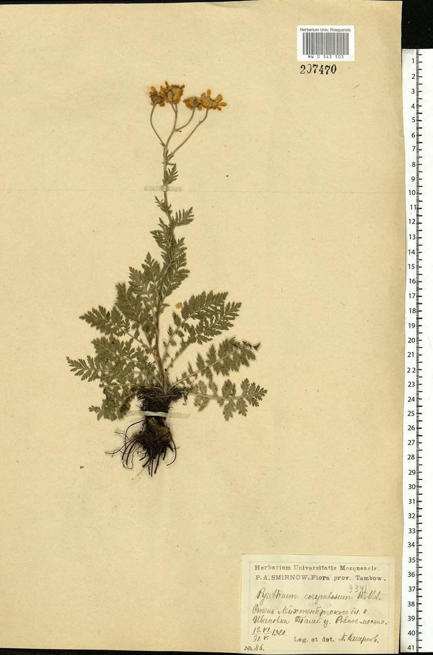 Tanacetum corymbosum subsp. corymbosum, Eastern Europe, Central forest-and-steppe region (E6) (Russia)