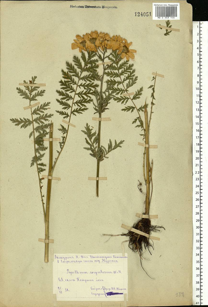 Tanacetum corymbosum subsp. corymbosum, Eastern Europe, Central forest-and-steppe region (E6) (Russia)