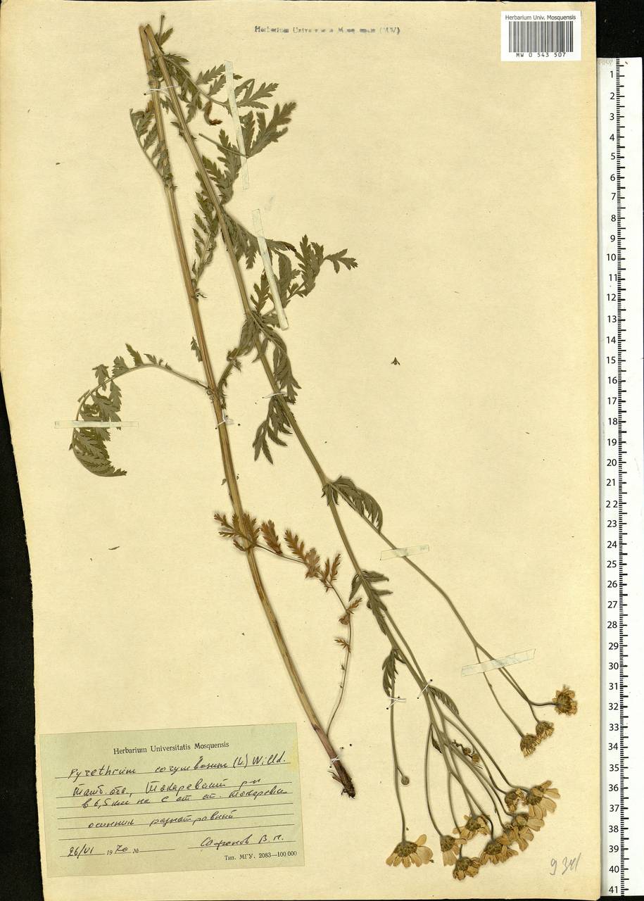 Tanacetum corymbosum subsp. corymbosum, Eastern Europe, Central forest-and-steppe region (E6) (Russia)