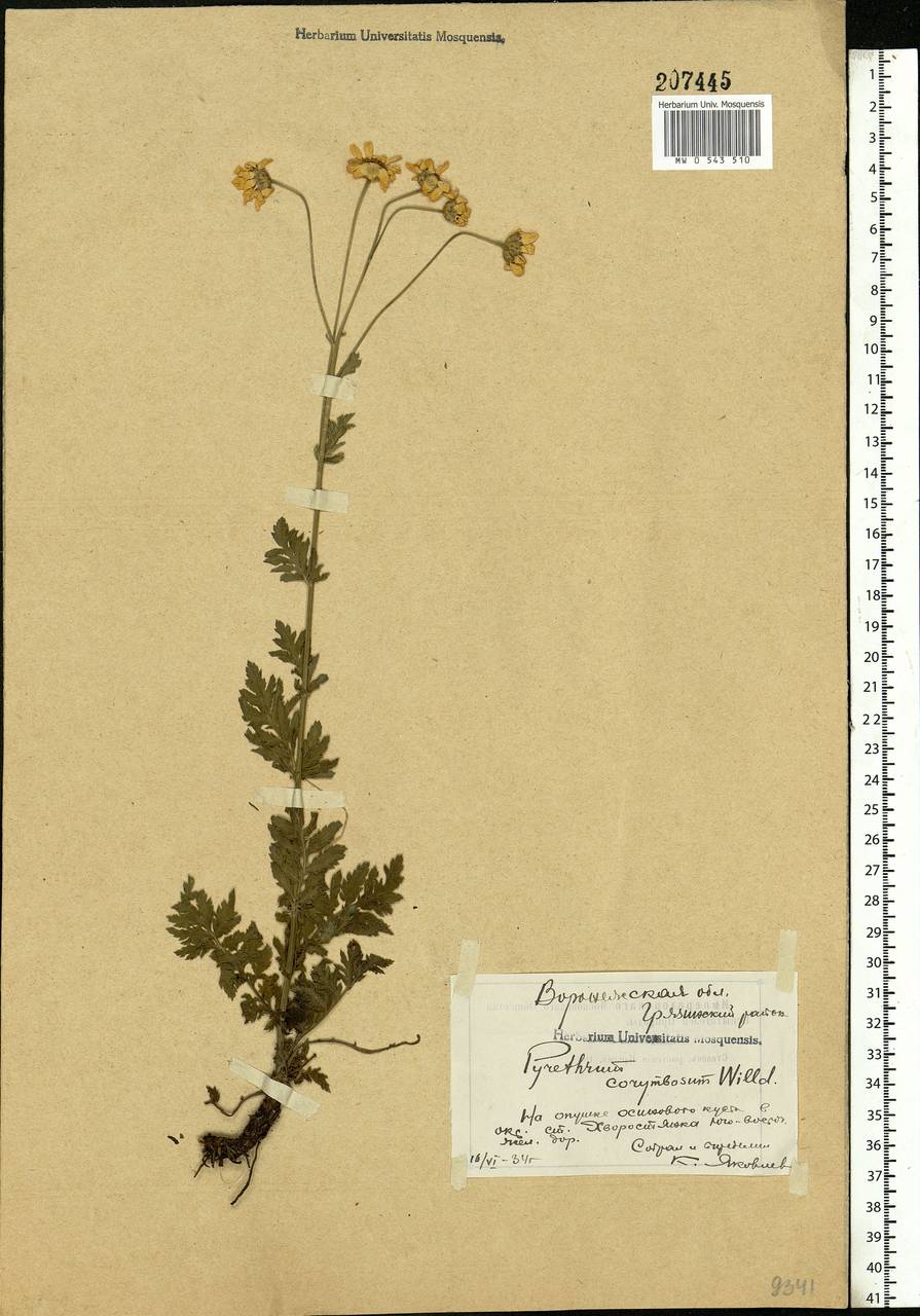 Tanacetum corymbosum subsp. corymbosum, Eastern Europe, Central forest-and-steppe region (E6) (Russia)