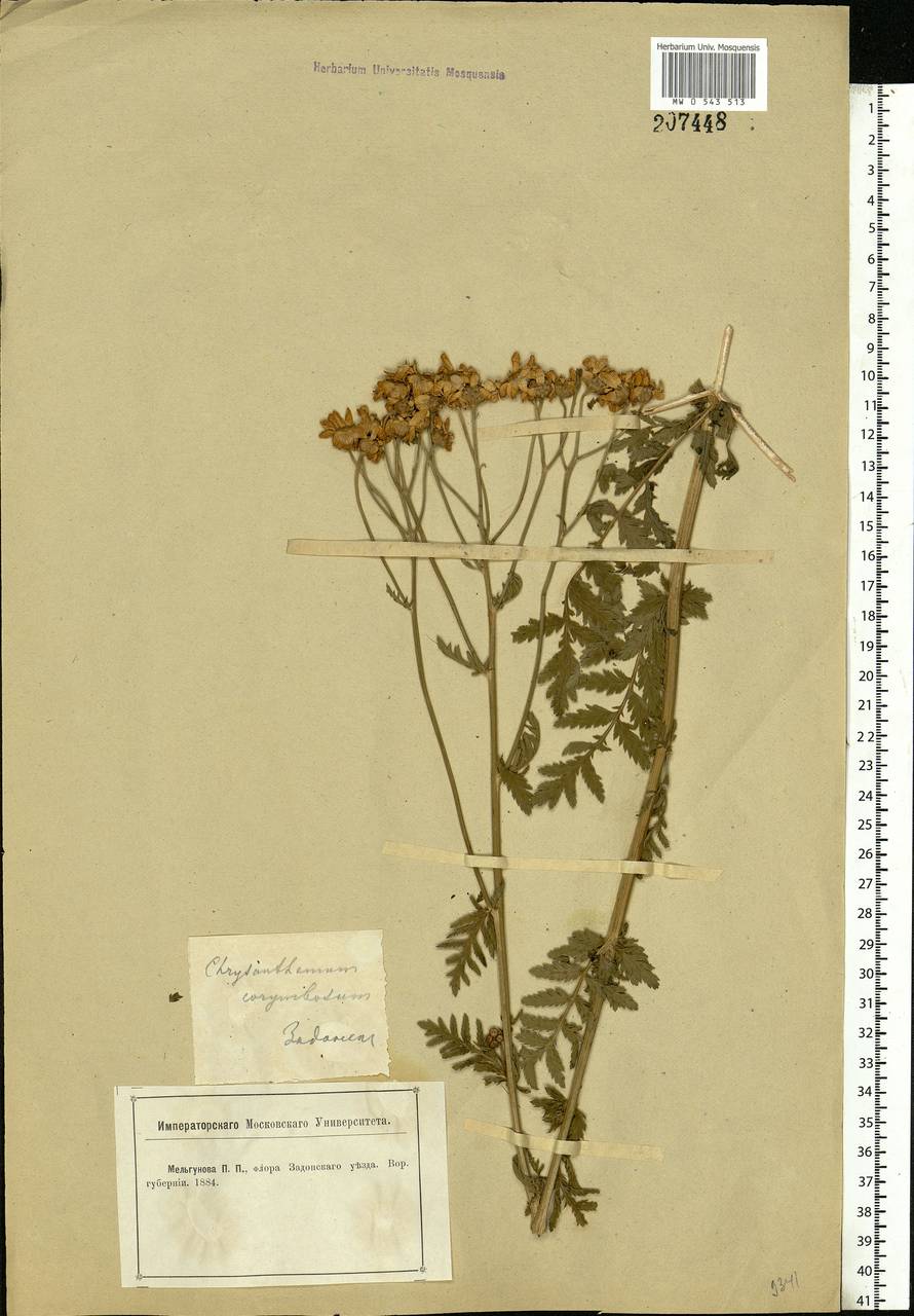 Tanacetum corymbosum subsp. corymbosum, Eastern Europe, Central forest-and-steppe region (E6) (Russia)