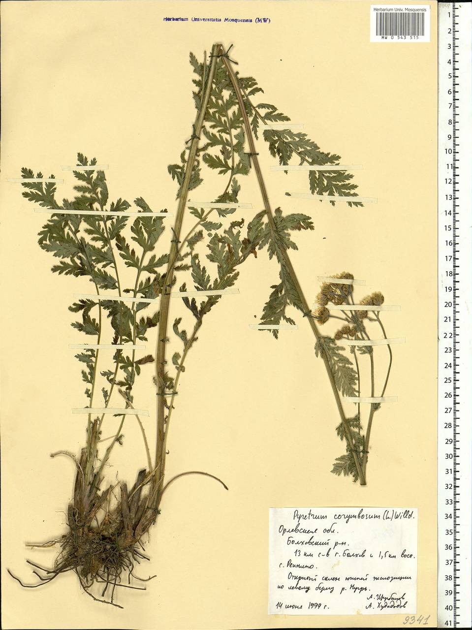 Tanacetum corymbosum subsp. corymbosum, Eastern Europe, Central forest-and-steppe region (E6) (Russia)
