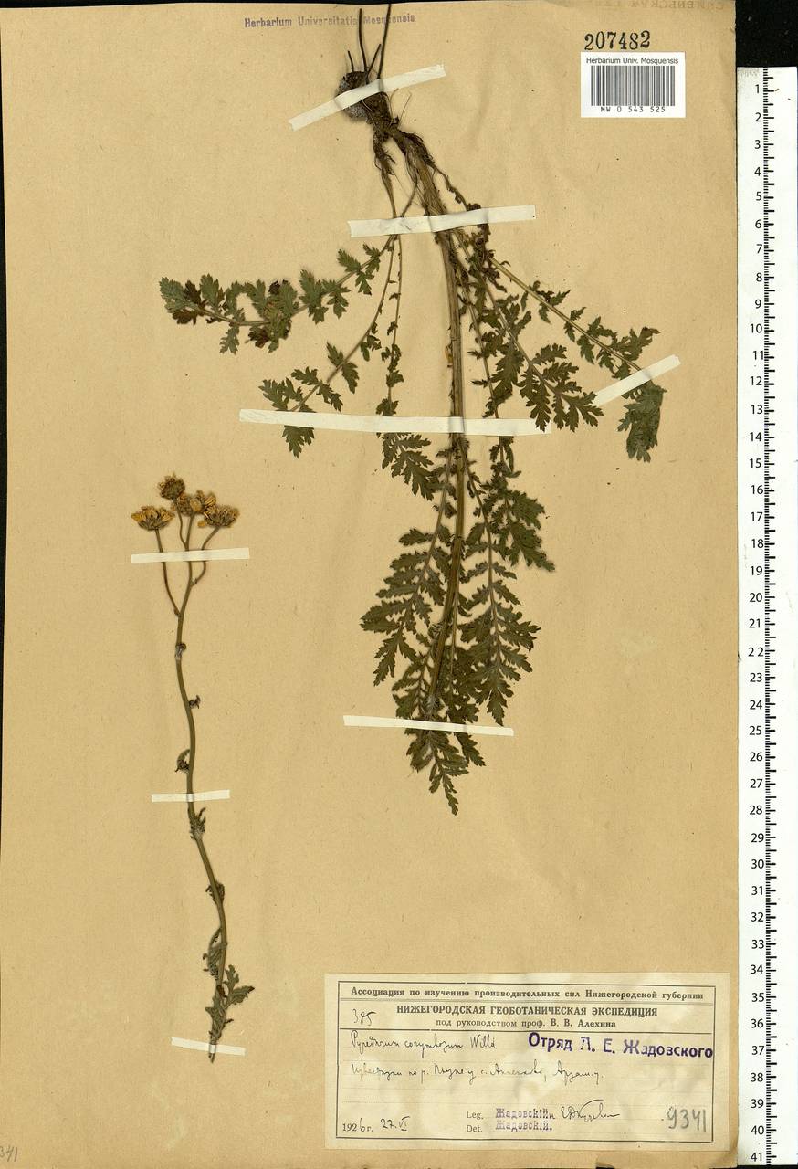 Tanacetum corymbosum subsp. corymbosum, Eastern Europe, Volga-Kama region (E7) (Russia)