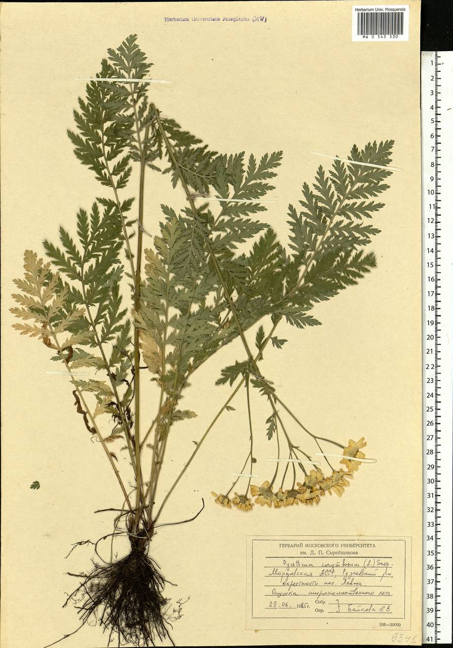 Tanacetum corymbosum subsp. corymbosum, Eastern Europe, Middle Volga region (E8) (Russia)