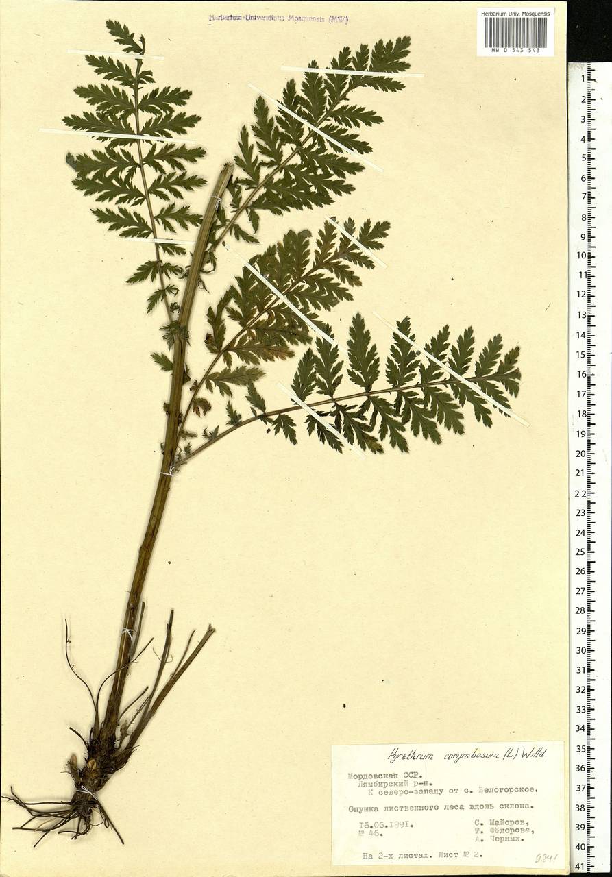 Tanacetum corymbosum subsp. corymbosum, Eastern Europe, Middle Volga region (E8) (Russia)