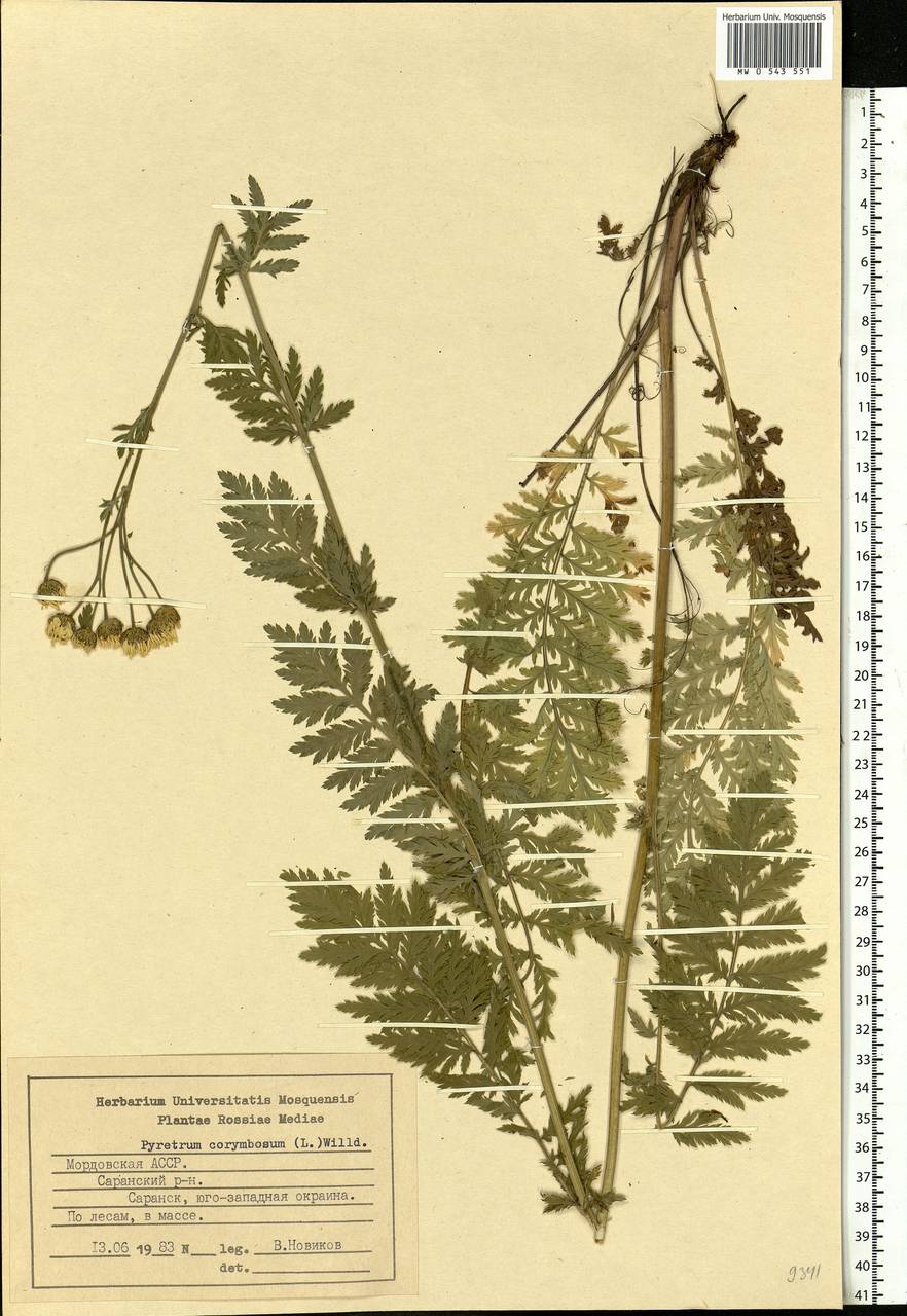 Tanacetum corymbosum subsp. corymbosum, Eastern Europe, Middle Volga region (E8) (Russia)