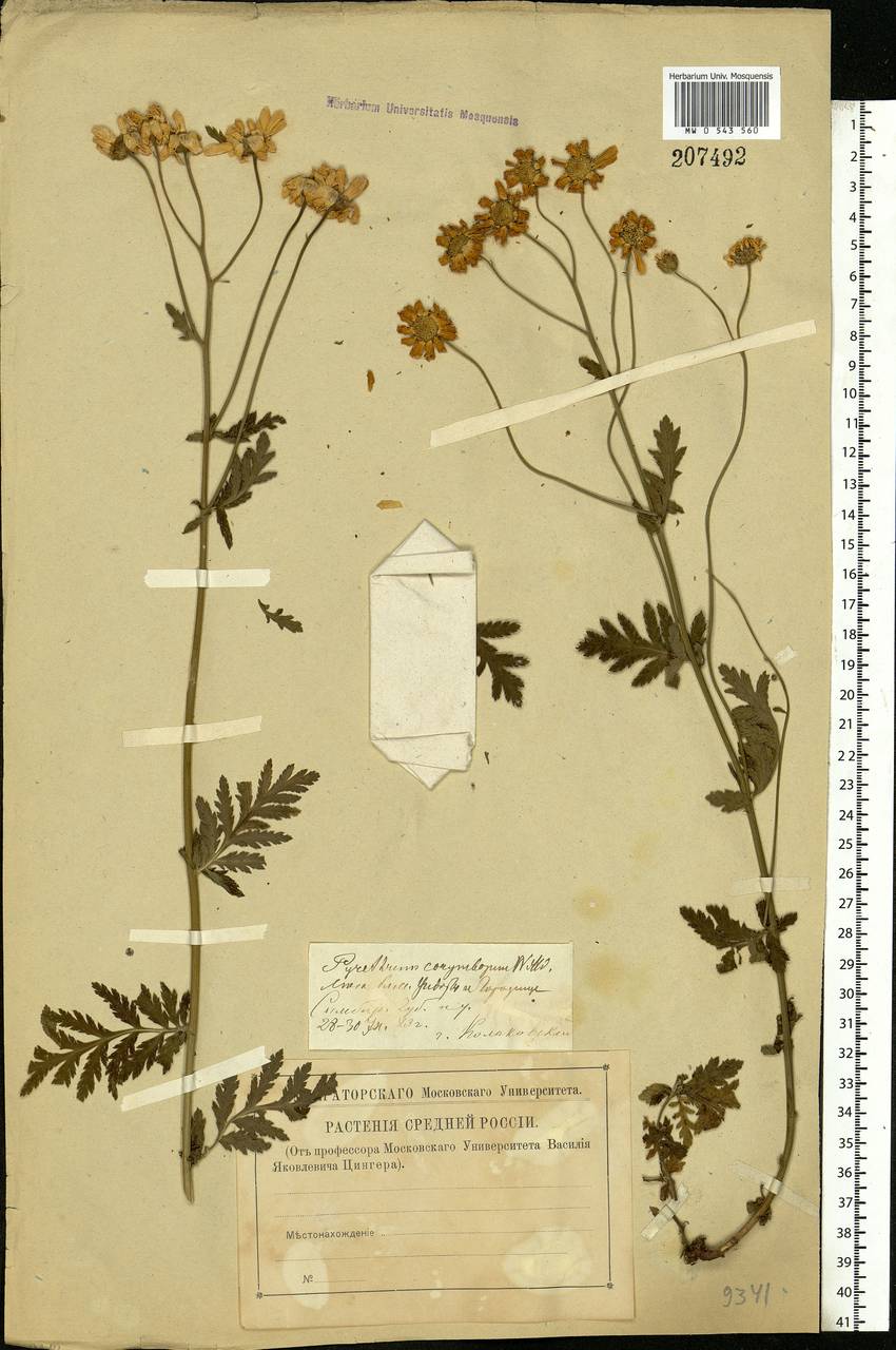 Tanacetum corymbosum subsp. corymbosum, Eastern Europe, Middle Volga region (E8) (Russia)